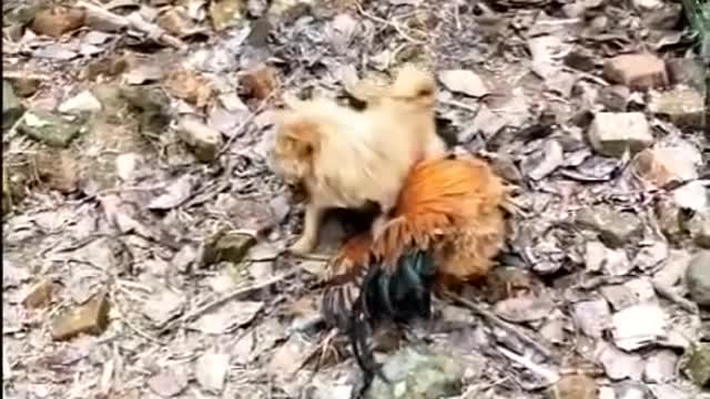 Chicken VS Dog Fight - Funny Dog Fight Videos