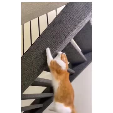 Spiderman Cat | Hilarious Pets | Adorable Pets