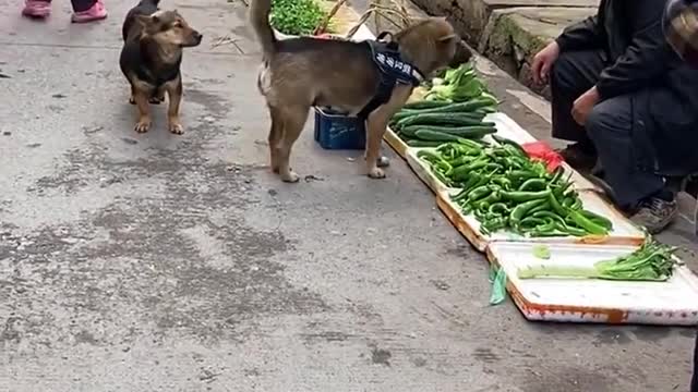The dog helps to buy food for his owner. Faithful friend and helper