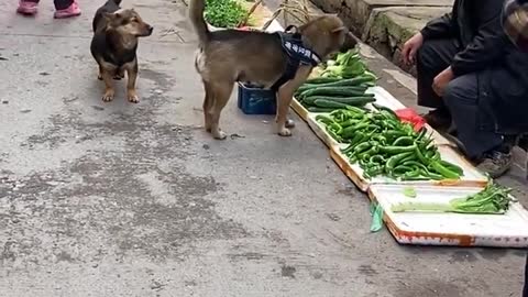 The dog helps to buy food for his owner. Faithful friend and helper