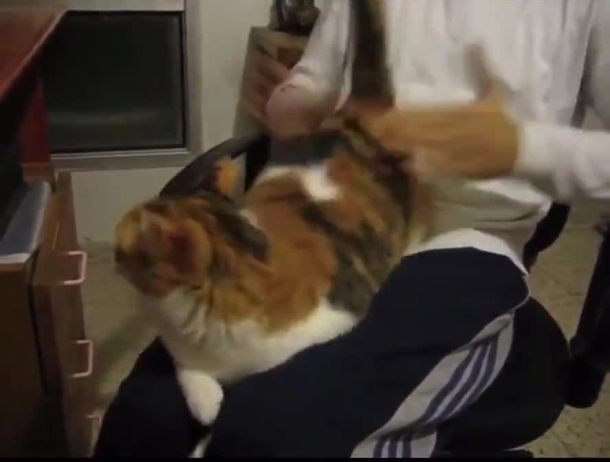 Cute cat getting her butt spanked