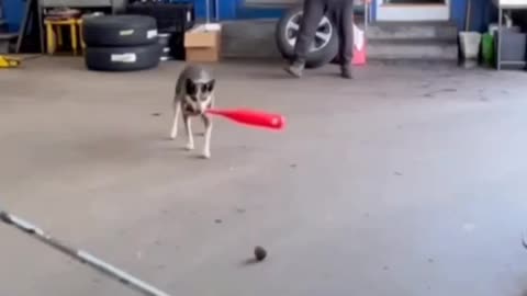 Dog Nailed It