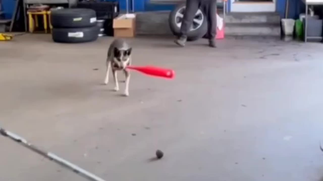 Dog Nailed It