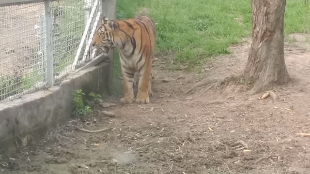 This tiger is coming towards me, I'm really scared