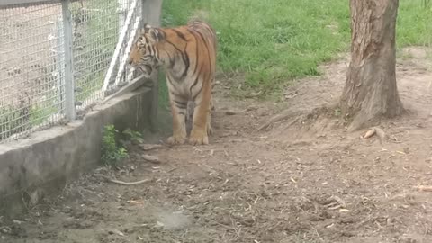 This tiger is coming towards me, I'm really scared