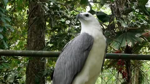 Falcon birds