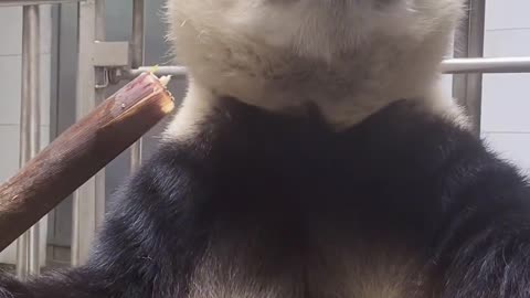 Panda you have never seen before eating cruelly