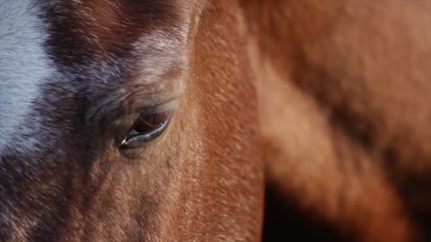 The Horse #3