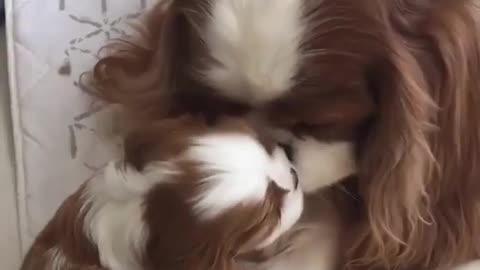 Dog's family