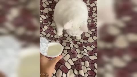 Best Funny Animals Videos Funny Cats and Dogs 🐱🐶 Videos 2022 Compilation!