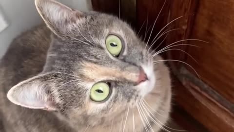 Sounds that attact cats-Meow to make cats come to you