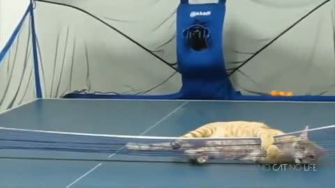 very dressed cat at ping-pong playing a match with his master