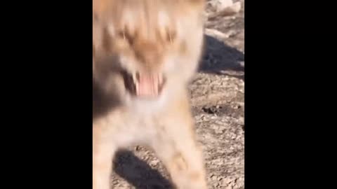 Lions are the only felines that live in flocks, usually made up of a dominant