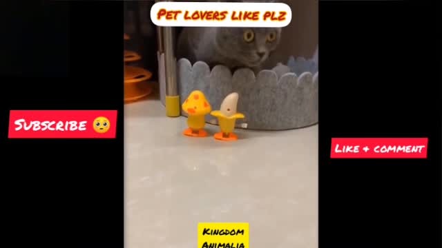 Best funny pets compilation kittens and puppies 😂