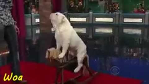 My cute dog is doing their funny activities 🤣😄🤣