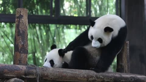 The naughty giant panda