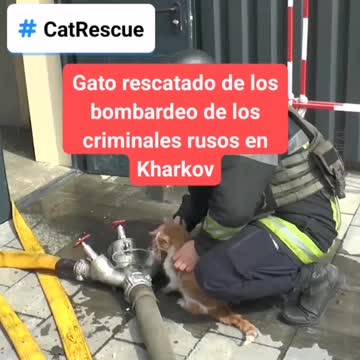 Gato rescatado de bombardeo
