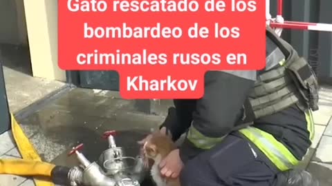 Gato rescatado de bombardeo