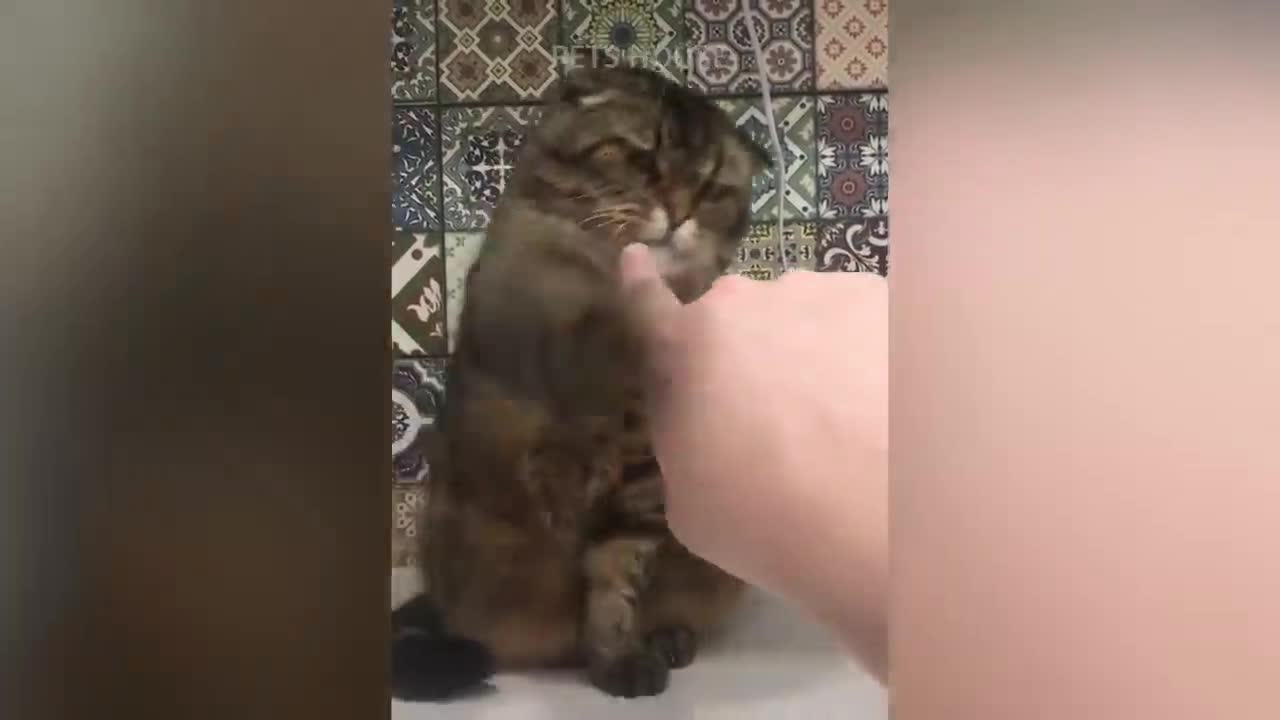 πCute And Funny Pets ππ Mascotas lindas y divertidas π 11