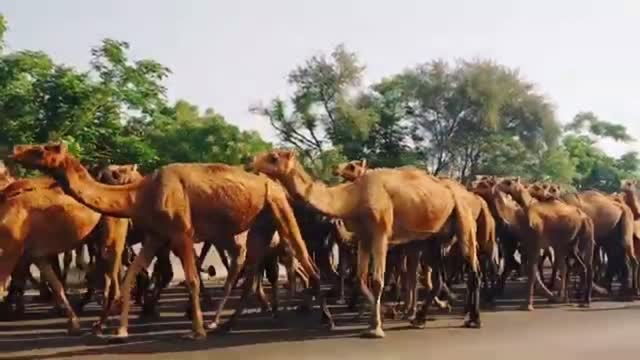 Herd of camel on highway with beautiful Qur'an recitation by khalid jaliil