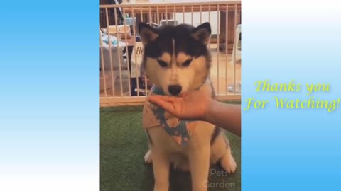 Compilation Of Cute And Funny Animals - Pets Garden