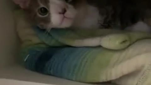 Funny and cute cats will make you laugh all day long🤣🤣 funny cats