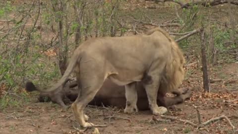 Oct 24, 2016 Sunrise- LIVE Buffalo kill by Mfumo ( Birmingham Male)