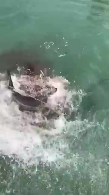shark action