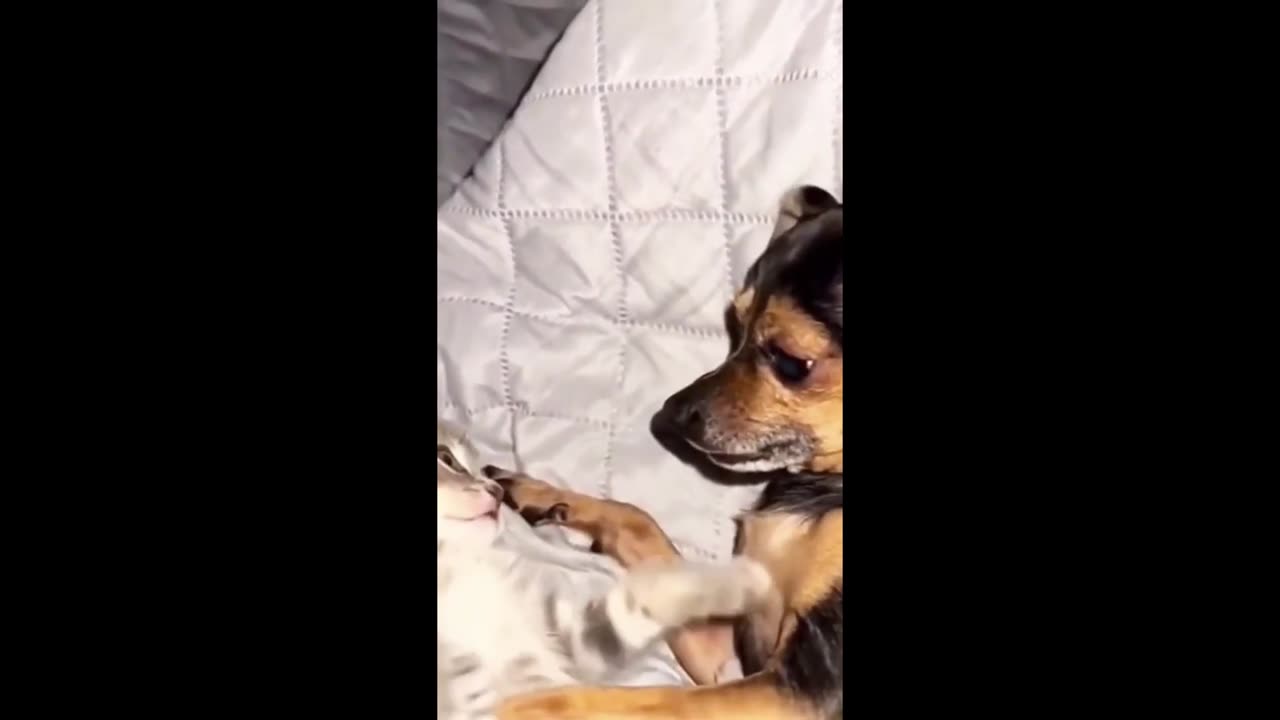 Funny animals 😁- Funny cats / dogs - Funny animal videos