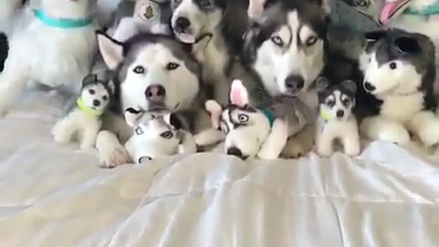 Funny Dog Videos 2021 It's time to LAUGH with Dog's life274