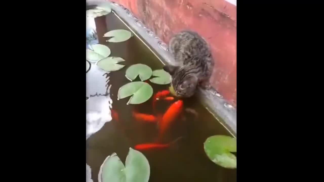 Funny animal and cute pet compilation--