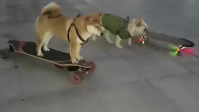 SkateDog 12