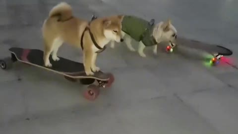 SkateDog 12