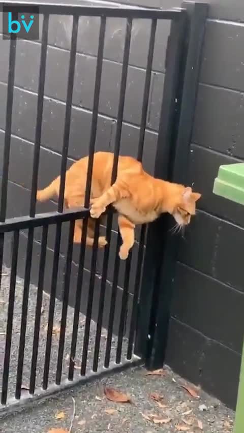 Cat trying to escape