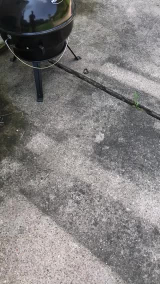 Baby Garter/Ribbon Snake