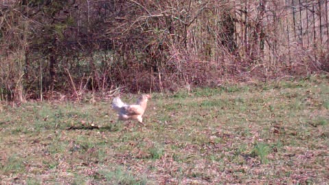 Another five minutes of quite redneck chicken time