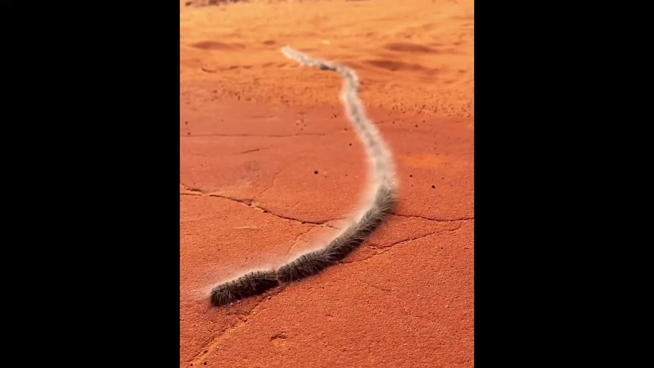 I'm reposting some beautiful animal videos