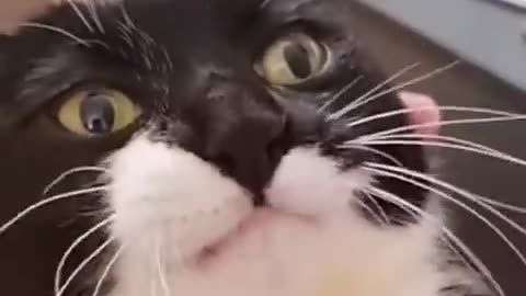 Cats funny video