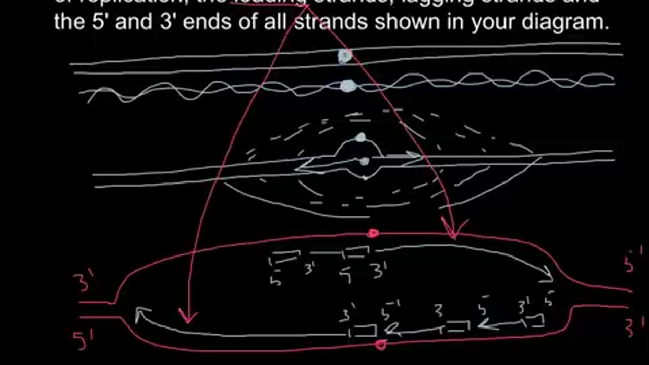 What is DNA Replication bubble and how it works?