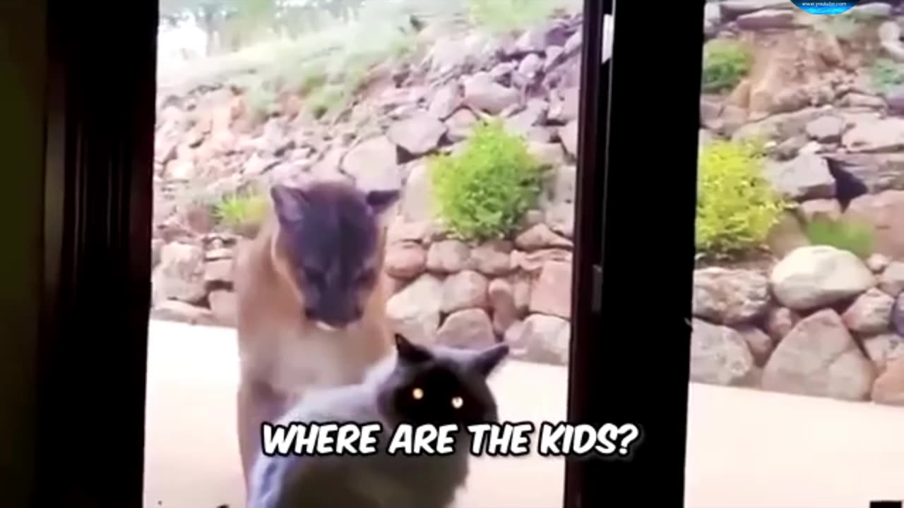 The lion was fooled by the cat funny amazing video full watch