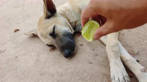 Lemon Prank with Dog So Funny Try To Stop Laugh Challenge 2021