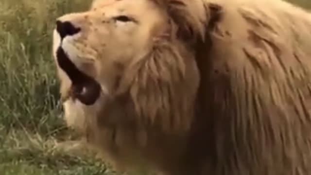 Alpha King Lion Roll In Search Of His Family #shorts