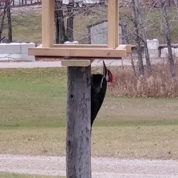 Beautiful rare Pileated Woodpecker at a feeder