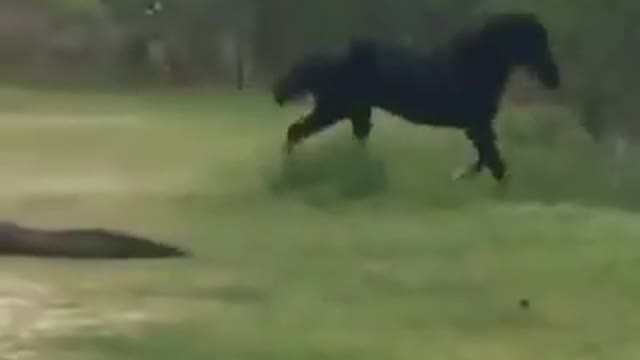 Ugly fight see the fight between a horse and a crocodile