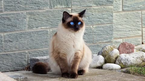 Kucing ini akan membuat mu tertawa