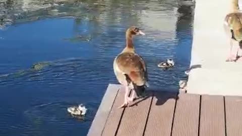 Baby Geese in the water. Too cute