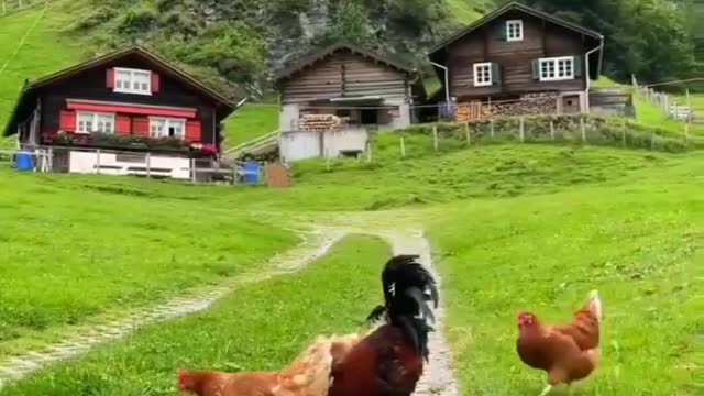 Switzerland 🇨🇭 | beauty of nature | nature2world