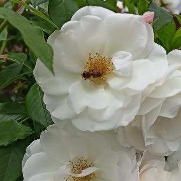 Bee in white rose
