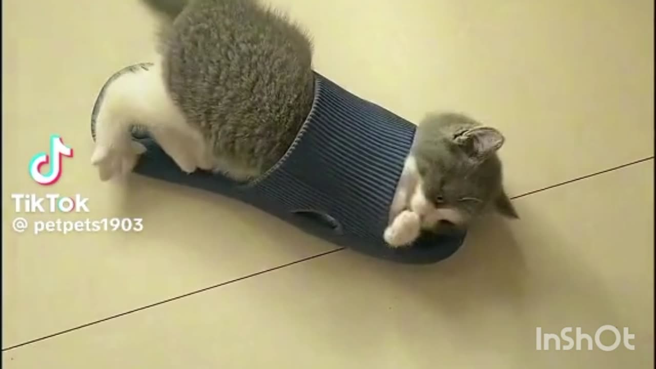 Cute Cat 🐱