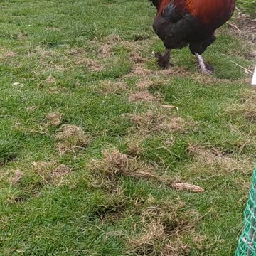 Cute baby chicken 🐔🐤🤍🐓